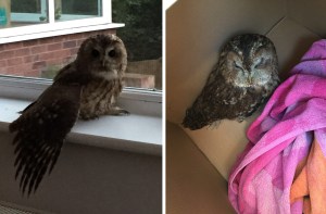 Nicola Walker from Scarborough, North Yorkshire, was left stunned when the fireplace in their new home was invaded by an OWL. Pictured is the owl after the rescue in the living room. See Ross Parry copy RPYOWL : Homeowner Nicola Walker, 37, stumbled upon the feathered creature who had managed to drop in through her chimney. Nicola was confronted with the massive bird sat in the fireplace -  looking at her from behind the glass.  She said: I was at home getting ready for bed and came downstairs and went into the living and looked at the fireplace and I thought I was seeing things as there was an owl behind the glass.  It was just sitting there like an exhibit in a museum or something you would see in a taxidermist.  I called my husband Ian and asked him if he saw it too, because it  was not what you would expect to see on an evening.